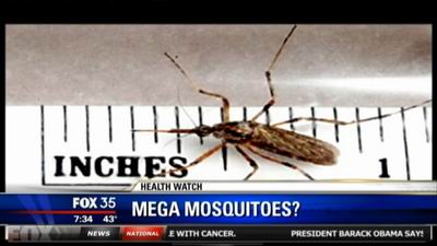 Galloper Insect INT: 'Gallinippers' poised for Florida assault